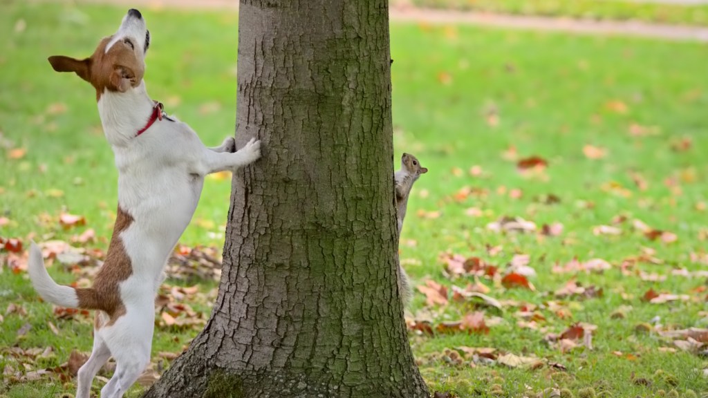 Barking at Squirrels: Or, How I Learned to Stop Barking and Write the&nbsp;Blog